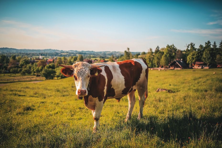 brown and white cow
